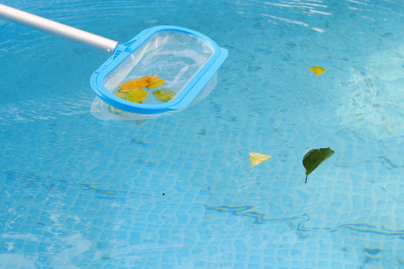 Cleaning a swimming pool with a mesh skimmer . The long net cleans colored leaves off surface of the water.