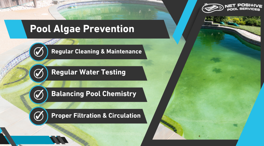 pool algae infographic 