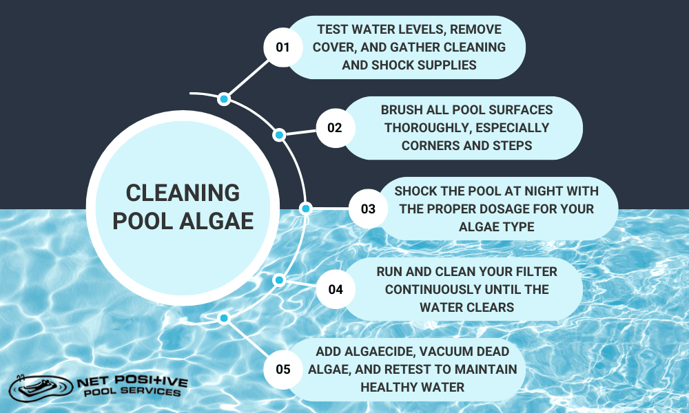 An infographic by Net Positive Pools explaining how to clean algae from pools